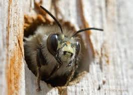Wildbienen Solitarbienen Und Hummeln Wildbienen Bienen Gartenarchitekt
