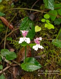 Image result for Disperis