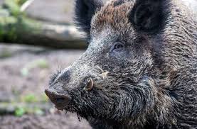 Mann Bei Druckjagd Verletzt Wildschwein Attackiert Hundefuhrer Coburg Neue Presse Coburg