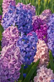 Al suscribirme, acepto el aviso de privacidad y los términos y condiciones , así como el envío de noticias y promociones exclusivas de walmart. Hyacinth Hyacinth Etouffee Hyacinth Bulbs For Sale Colorblends Hyacinth Flowers Spring Flowers Beautiful Flowers
