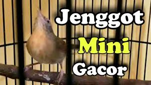 Bahkan sebagian orang ada yang kesulitan membedakan kedua jenis burung ini. Cucak Jenggot Mini Gacor Teler Pancingan Ampuh Buat Semua Burung Youtube