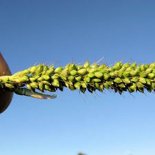 Image result for Setaria incrassata