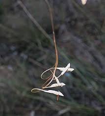 Image result for Rhytachne