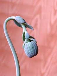 Image result for Kleinia grantii