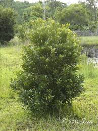 If you have a hedge or screen of wax myrtle, just pick a quantity of berries, boil them until the wax comes off them, strain, boil again and use this wax to make. Fast Growing Privacy Screen Wax Myrtle Central Florida Native Plant Sale March 31 April 2 2016