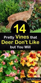 Planting deer resistant plants does help. 14 Pretty Vines That Deer Don T Like But You Will Deer Resistant Garden Deer Resistant Landscaping Deer Resistant Plants