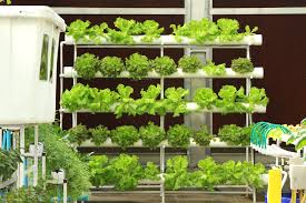 11 Essential Greenhouse Accessories » Garden & Greenhouse