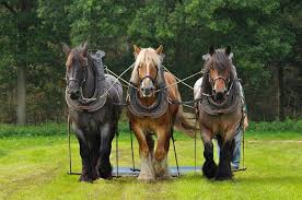 ↑ bylaws of the belgian draft horse corp // belgian draft horse corporation of america. Belgian Draft Horse Globerove Com