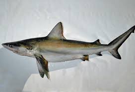 We did not find results for: Shorefishes The Fishes Species