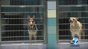 Our store also offers grooming, training, adoptions, veterinary and curbside pickup. Riverside County Animal Shelter Faces Possible Partial Closure Due To Budget Shortfall Abc7 Los Angeles