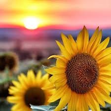 We would like to show you a description here but the site won't allow us. Flowers For Every Occasion