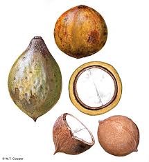 Image result for Beilschmiedia michelsonii