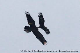 Salzburg umgebung) und haben einen kurzen, rundlich gefächerten stoß. Flugbilder Greifvogel Singvogel Enten Ganse Deutschland Natur Beobachtungen