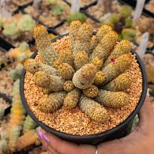 Image result for Vittaria elongata