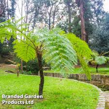 Image result for Cyathea cf. humilis