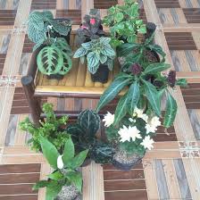 Ini termasuk salah satu macam macam bunga hias dari golongan anggrek. Sale Promo Macam Tanaman Hias Daun Dan Bunga 10 Pcs Yang Sedang Trend Original Shopee Indonesia