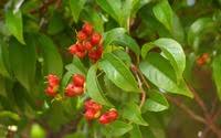 Image result for Tetracera alnifolia