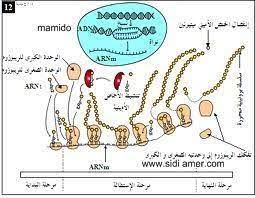 رسم تخطيطي تفسيري لمراحل الترجمة recherche google art map map screenshot