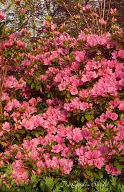 Transplant Azaleas In Early Fall Azaleas Garden Fall Plants Azaleas