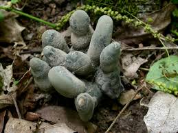 Image result for Xylaria polymorpha