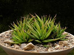 Image result for Habenaria attenuata