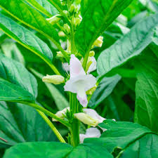 Image result for Sesamum angolense