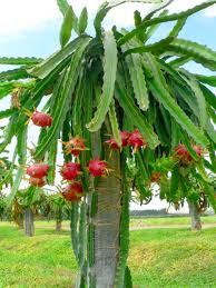 Put these seeds on a moist paper towel and leave them overnight. Dragon Fruit Demystified Your New Delicious Best Fruit Friend