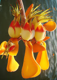 Image result for Erythrina fusca