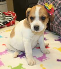 Oscar is 9 years old and would do well in a home with children, but not other cats. Adoptable Puppies Sparta Nj Meet One Step Closer Animal Rescue Oscar Facebook