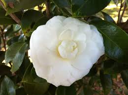 White Empress Flowers Plants Rose
