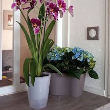 Le rempotage d'une orchidée est l'étape à laquelle on change de pot à une orchidée, afin de lui permettre simplement ouvrir, arroser et au bout de quelques jours les premières petites plantes vertes apparaîtront. Epingle Sur Orchidees