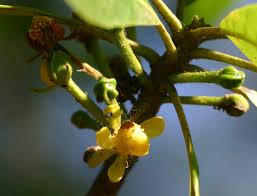 Image result for Uapaca sansibarica