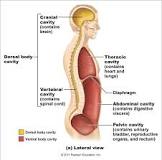 Image result for how many diaphragms exist in the human body course hero