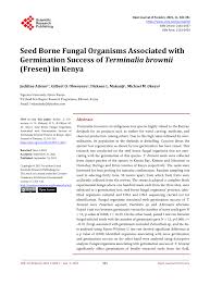 Image result for Terminalia kilimandscharica