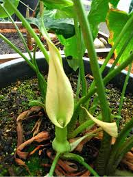 Image result for Stylochaeton