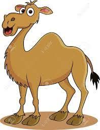 A man had a close encounter with a camel that was hungry for a snack. Camel Clip Art