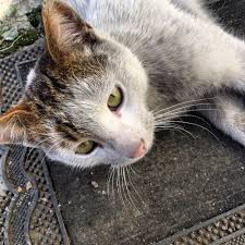 Kotu Kedi Kedi