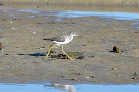 Shore Birds Of Cape Cod Shore Bird A Low Tide Orleans Cape Cod Shorebirds Sea Birds Cape Cod