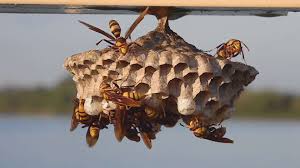 If a bee flies into your house, it brings good luck with it. How To Remove A Wasp Nest Alpine Farms Bee Removal