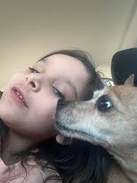 Found dog near San Fernando Valley