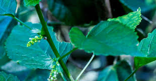 Image result for Tragia glabrata