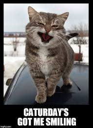 We find the funny cats that make you lol so that you don't have to. Image Tagged In Cat Caturday Cats Kitten Smiling Smiling Cat Imgflip