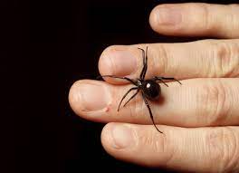 They are among the largest spiders of central and northern europe. How To Identify Venomous House Spiders Dengarden