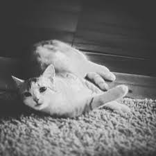 Artistsoninstagram Art Artwork Kunst Fotoinstagram Fotografie Blackandwhite Beautiful Mailo Catstagram Cats Cats Of World Cat Delight Cats Of Resim