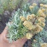 Image result for Helichrysum kraussii