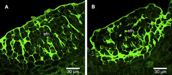 Image result for Ekebergia benguelensis