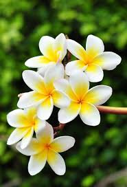 Twitter Blumen Hintergrunde Schone Blumen Wunderschone Blumen
