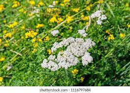 Fernleaf Yarrow Flower Essence Best Flower Wallpaper