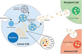 Maybe you would like to learn more about one of these? Frontiers Cancer Derived Exosomes As Effectors Of Key Inflammation Related Players Immunology
