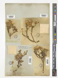 Image result for Macledium